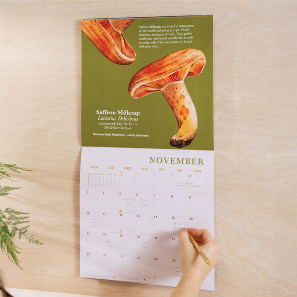 Fungi Art. Mushroom Calendar. 2025 large square calendar. Art planner. illustrated calendar. 100% recycled paper. Made in the UK.